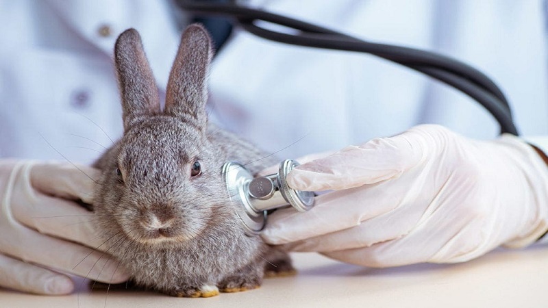 معاینه خرگوش توسط دامپزشک