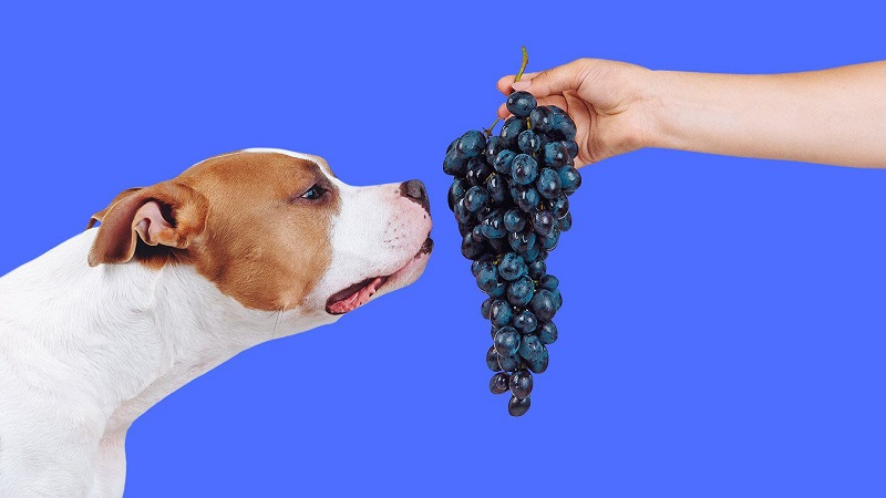 انگور و کشمش برای سگ