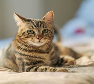 تیروئید گربه