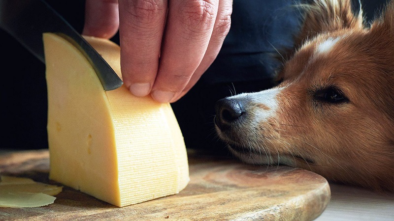 فواید پنیر برای سگ