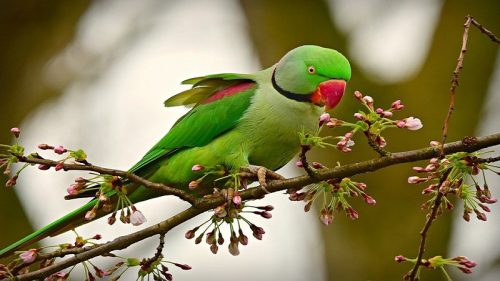 طوطی سبز