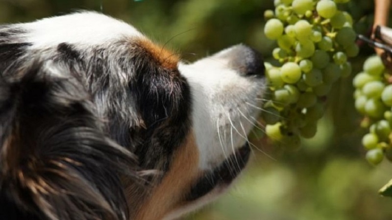 میوه نامناسب برای سگ‌ها