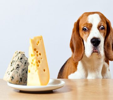 پنیر برای سگ