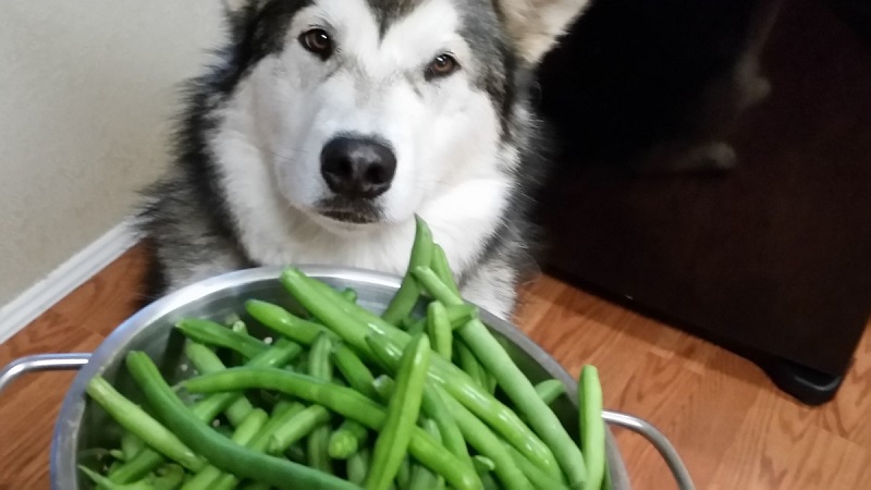 لوبیا سبز برای سگ