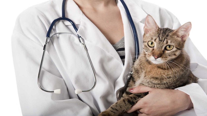 گربه و دامپزشک