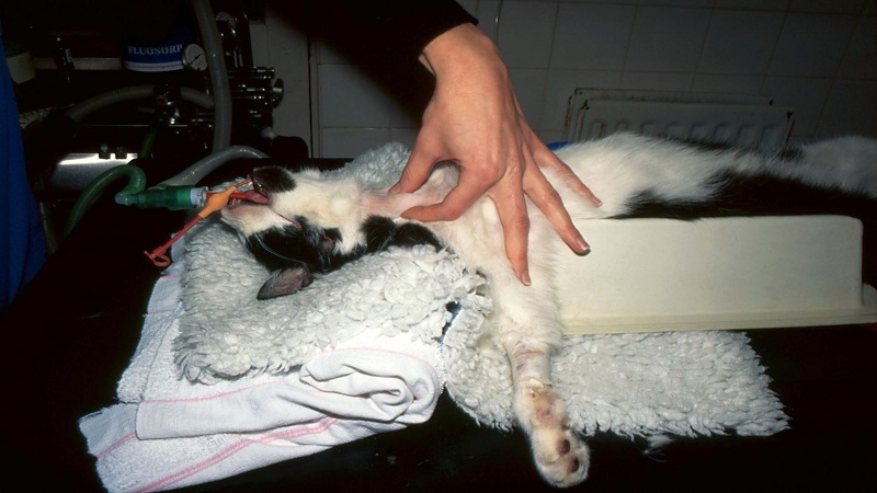 درمان پرکاری تیروئید گربه