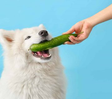 خیار برای سگ مناسب است؟