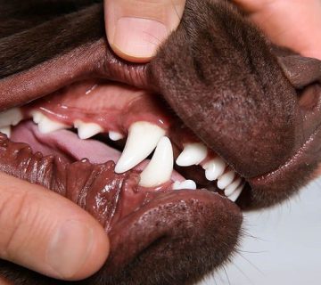 جرم‌گیری دندان سگ