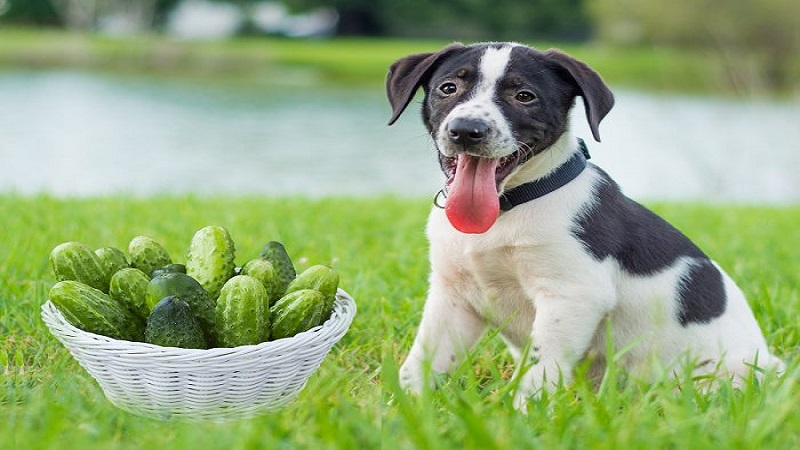 آیا سگ‌ها می‌توانند خیار بخورند