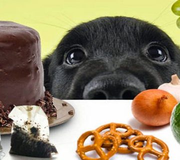 غذاهای ممنوعه برای سگ