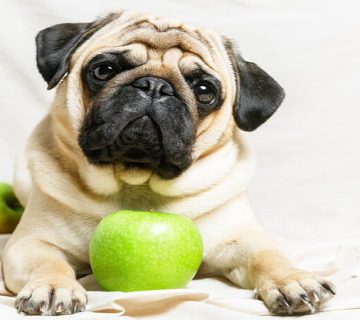 میوه برای سگ‌ها