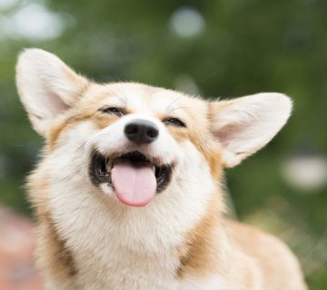 آموزش نه گفتن به سگ