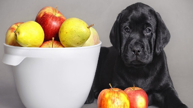 میوه دادن به سگ
