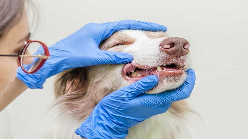 معاینه دندان‌های سگ توسط دامپزشک
