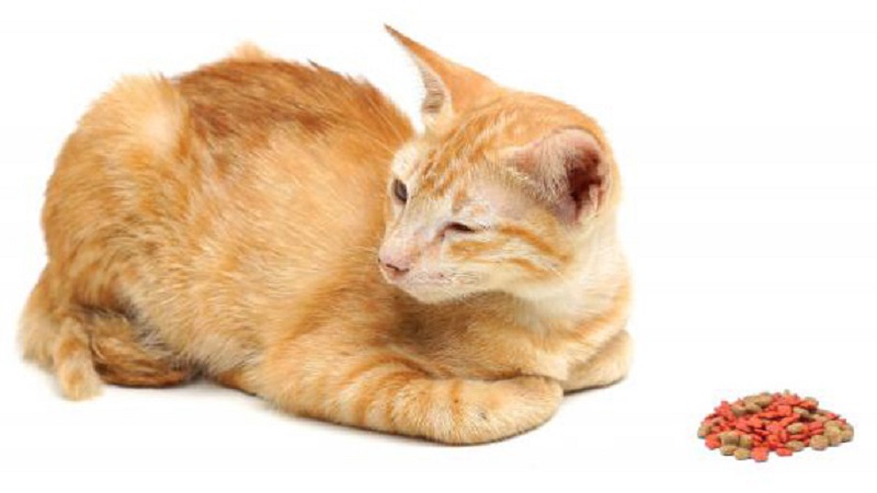 درمان بی‌اشتهایی گربه