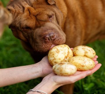 سیب زمینی برای سگ
