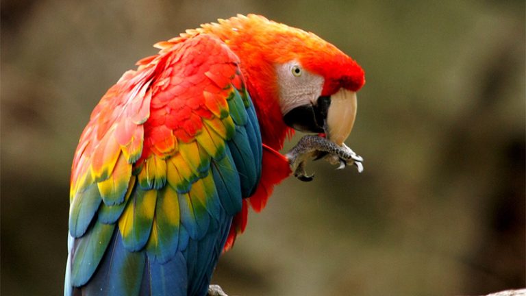 دلیل گاز گرفتن طوطی و رفع آن