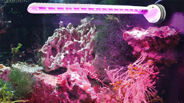 رفیوجیوم چیست؟