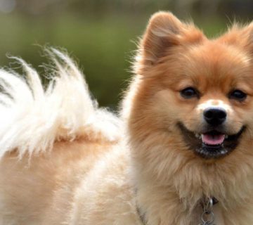 راهنمای انتخاب غذای مناسب برای سگ نژاد اشپیتز