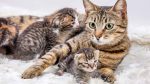 غذای گربه باردار چیست؟ | نکات تغذیه گربه در دوران بارداری
