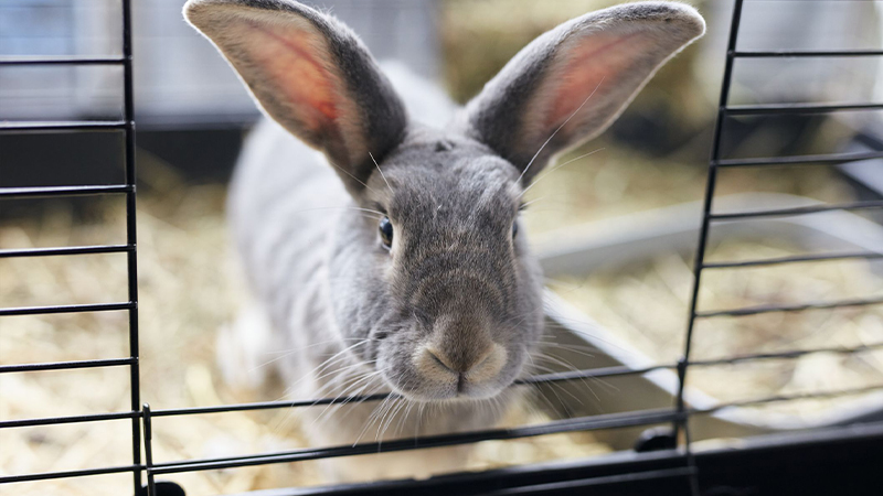 انواع قفس خرگوش