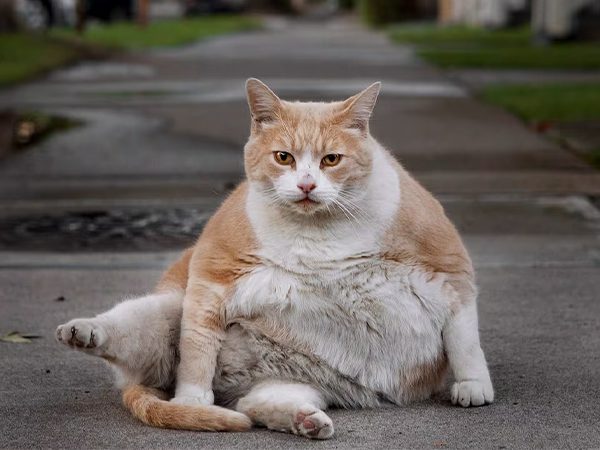 چاقی گربه یا گربه با اضافه وزن