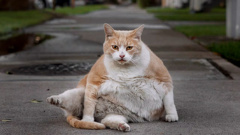 چاقی گربه یا گربه با اضافه وزن