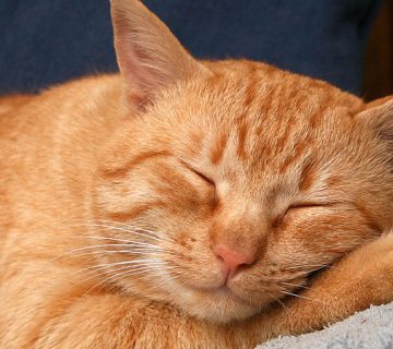 مزایای نگهداری از گربه