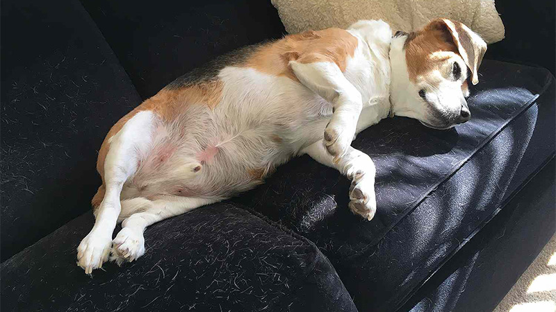 چاقی در سگ