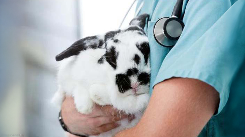 علائم و نشانه های آلوپسی در خرگوش‌ها 