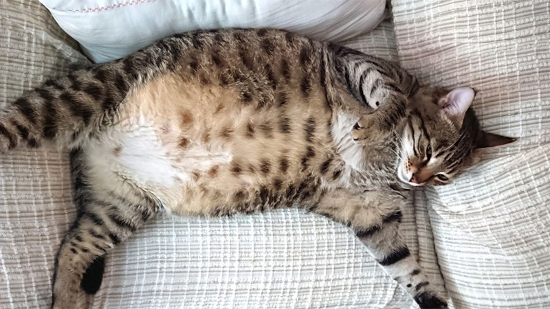 نشانه‌های چاقی در گربه‌ها
