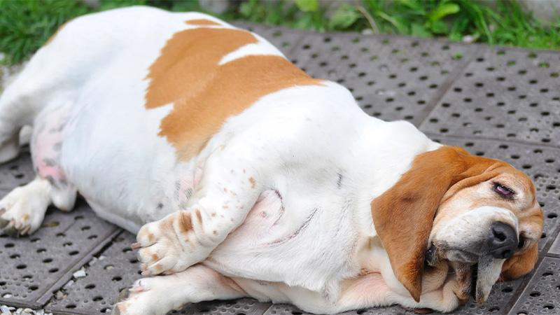 عوارض چاقی در سگ