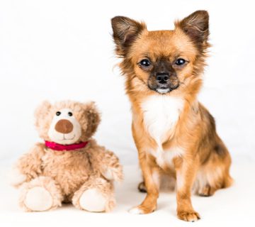 غذای سگ شیواوا