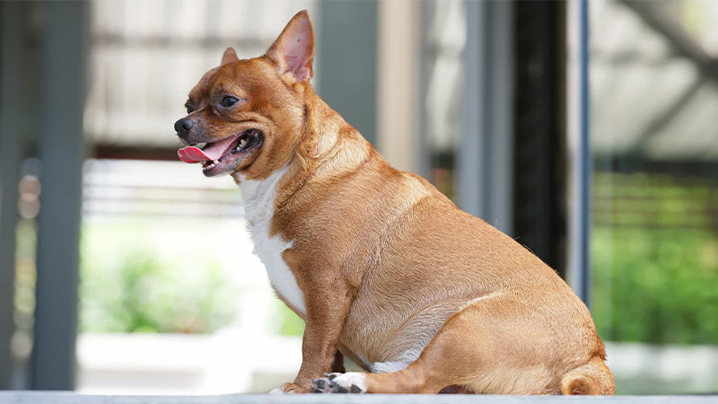 پیشگیری از چاقی در سگ‌ها: راهکارهای ساده و موثر