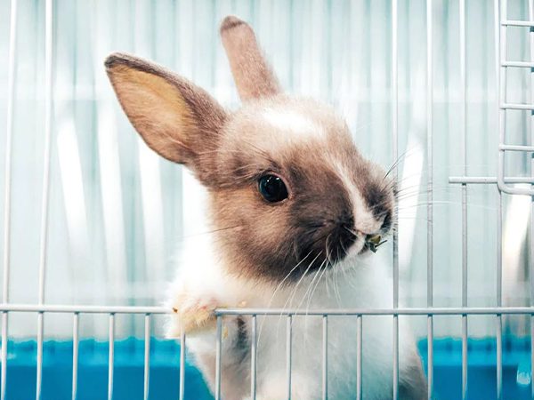 راهنمای خرید قفس خرگوش
