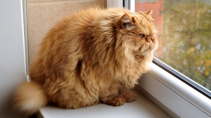 عوارض چاقی گربه