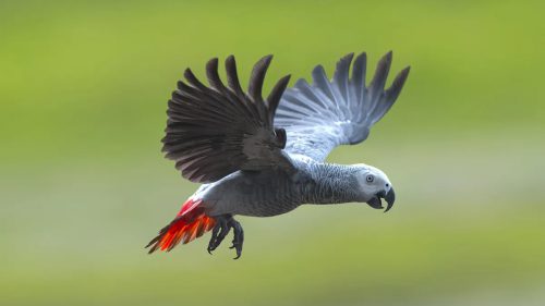 طوطی کاسکو