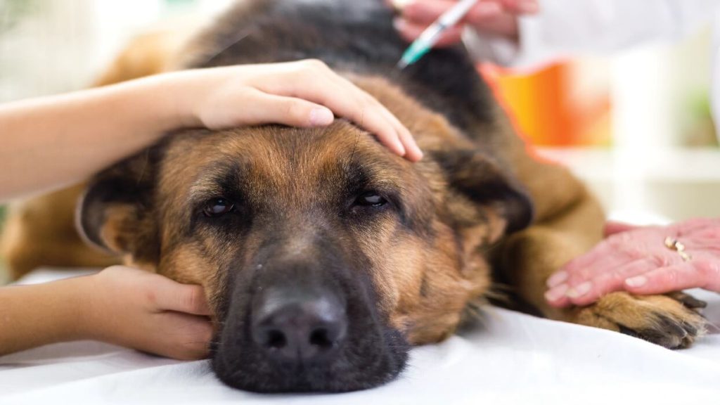 تزریق آنتی بیوتیک به سگ