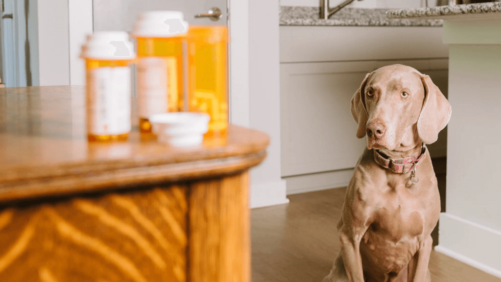 انواع آنتی بیوتیک برای سگ