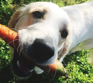 هویج برای سگ