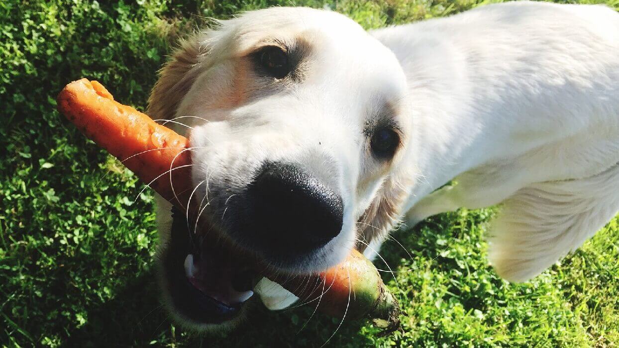 هویج برای سگ