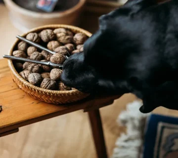 گردو برای سگ