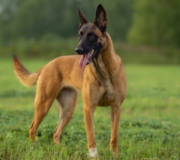 سگ نژاد بلژین مالینویز