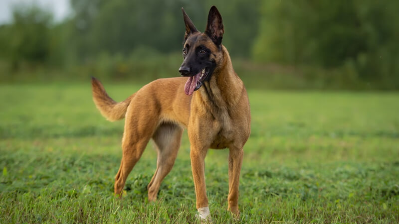 سگ نژاد بلژین مالینویز