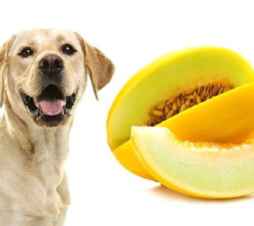 طالبی برای سگ