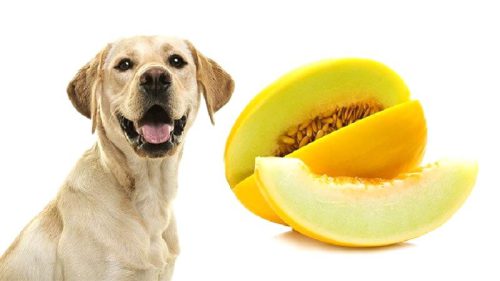 طالبی برای سگ