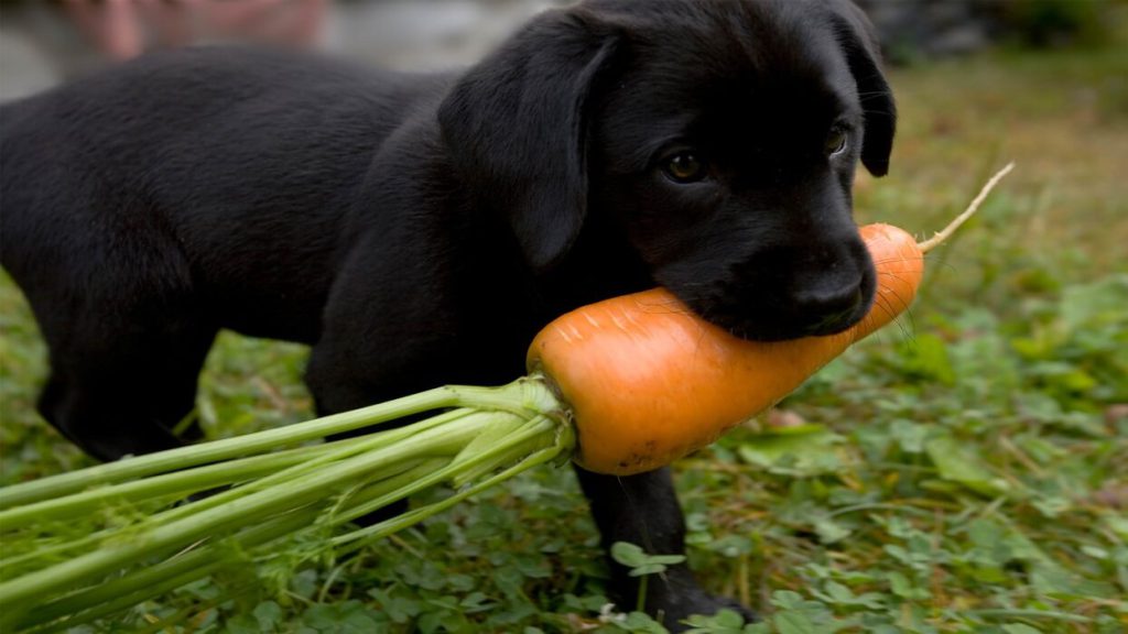 مقدار مصرف هویج برای سگ