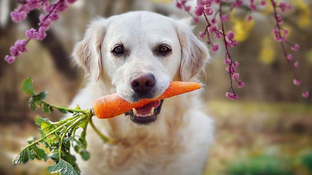 هویج برای سلامتی سگ
