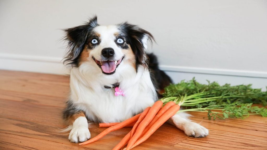 مصرف هویج توسط سگ