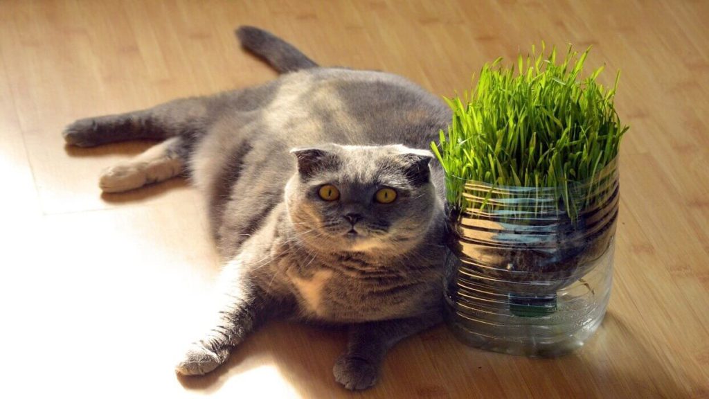 علف گربه، گیاهی مفید برای گربه‌ها